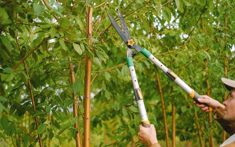 Tree trimming in Gorin, MO